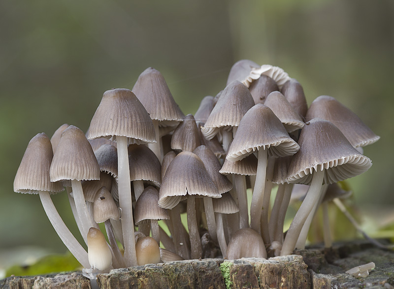 Mycena inclinata